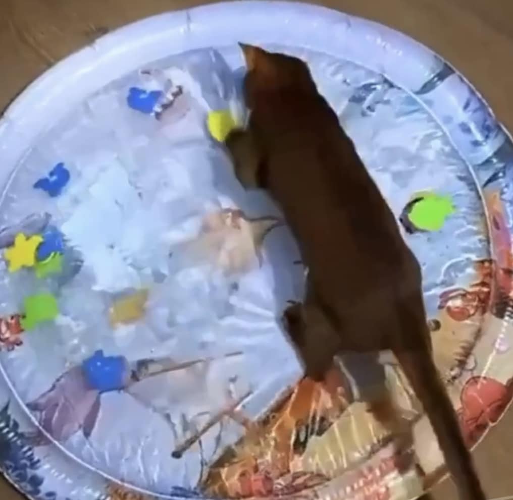 Cat Play Mat