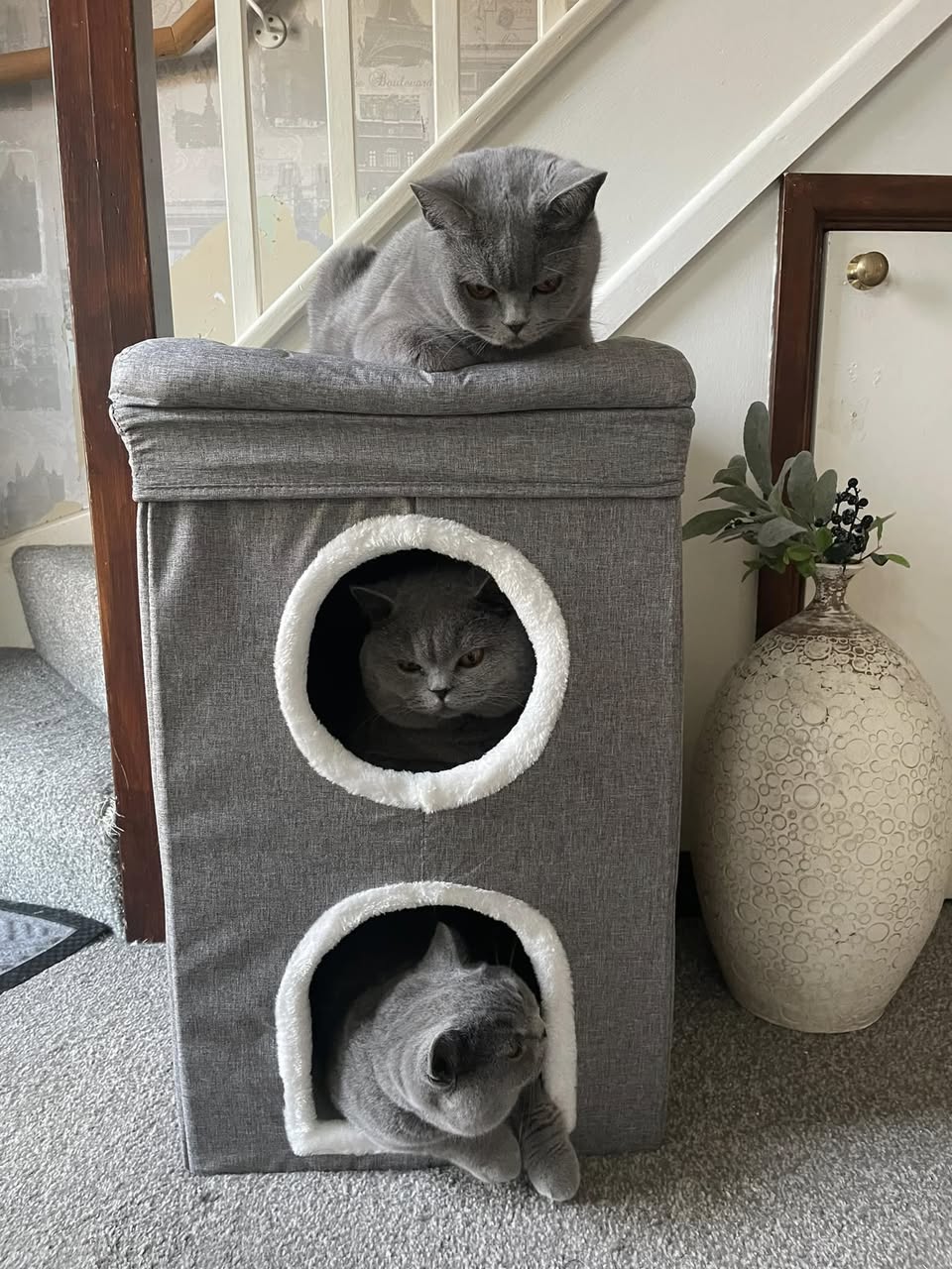Cat Bed with Hideaway