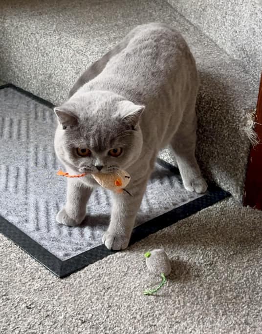 Mouse Cat