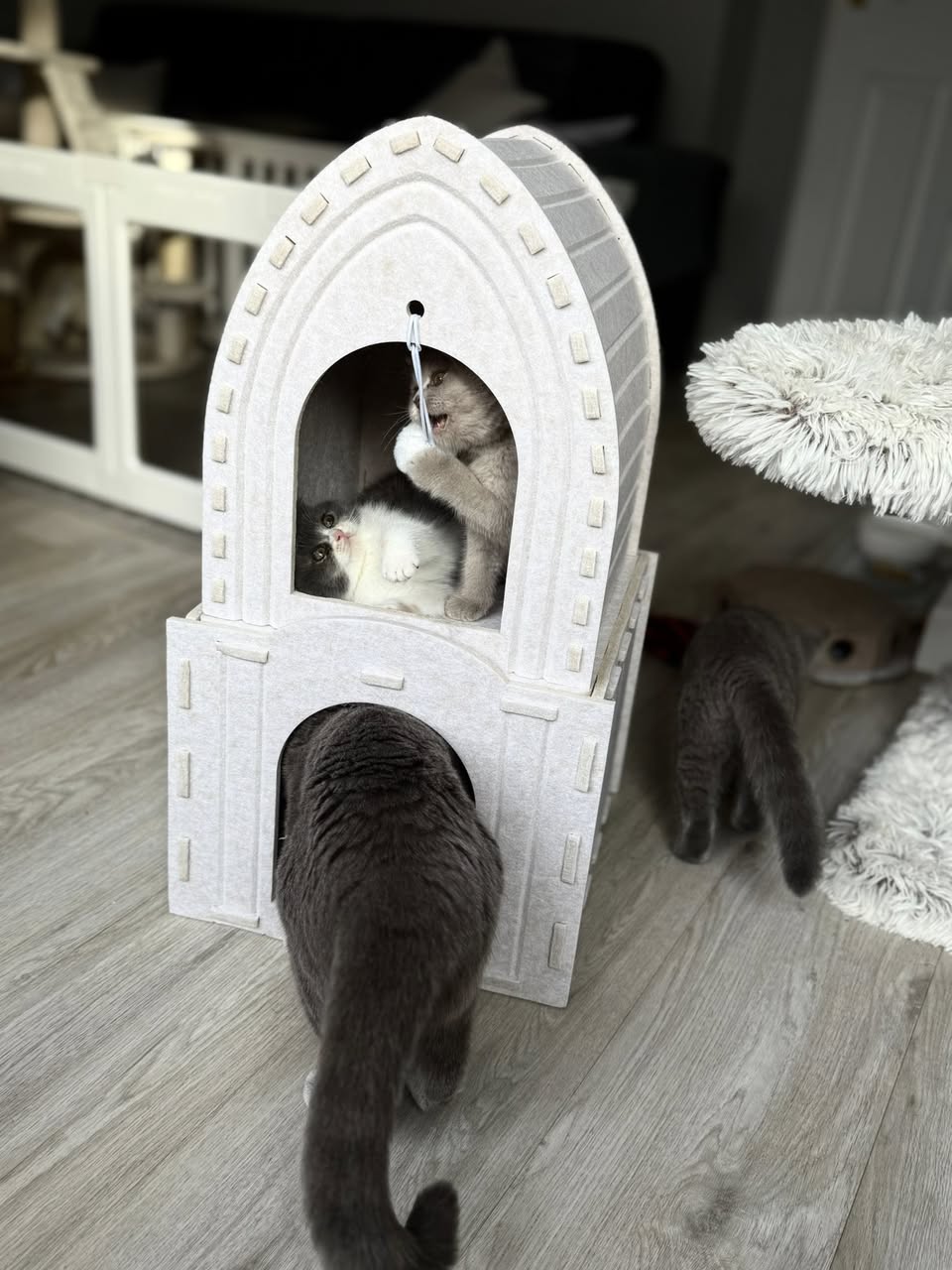 Cat House - Tower