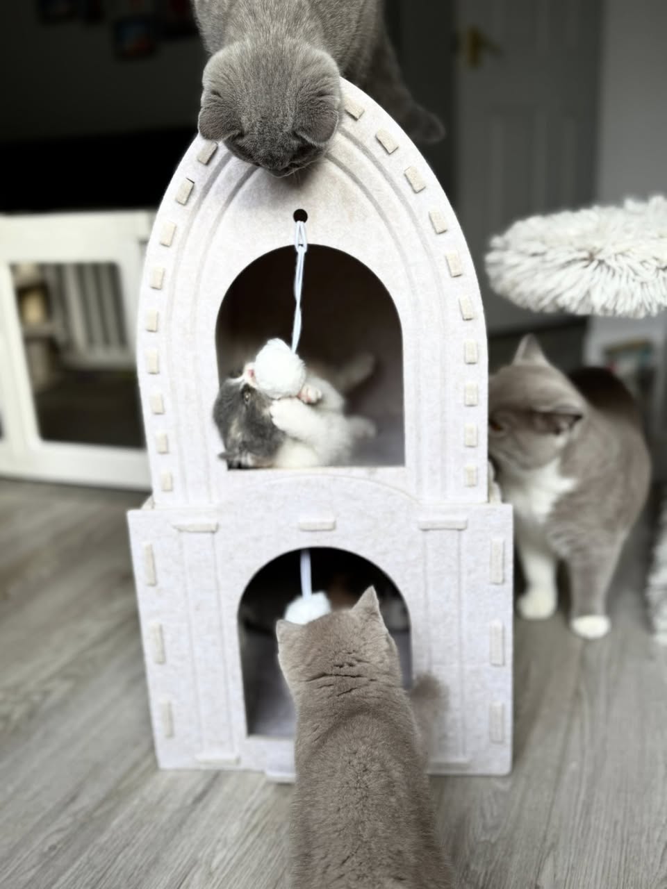 Cat House - Tower