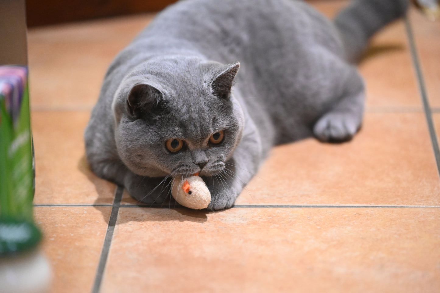 Mouse Cat