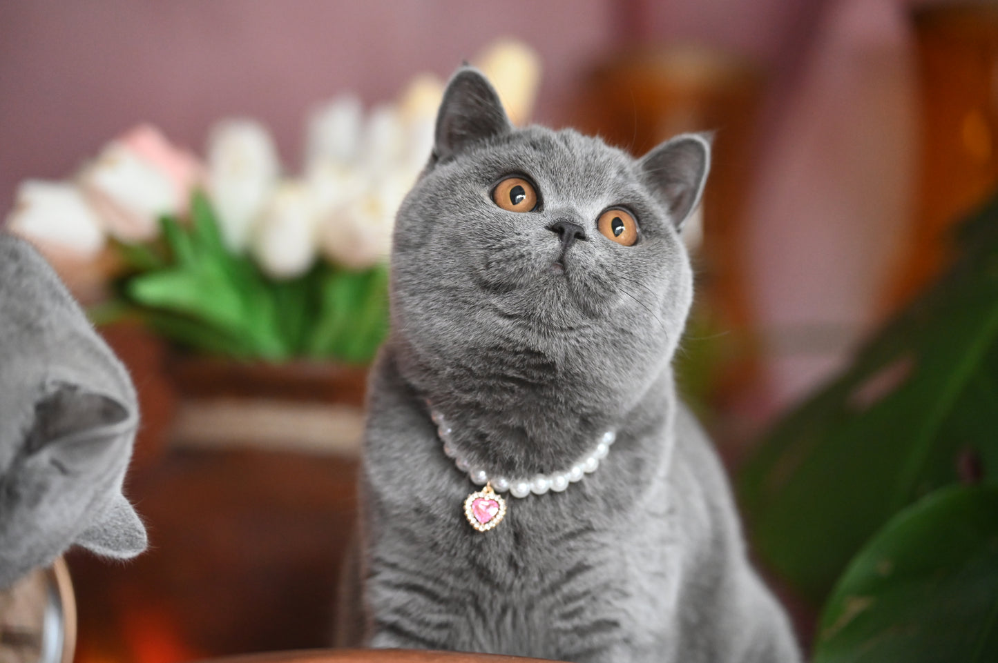 Pendant Necklace for Cat