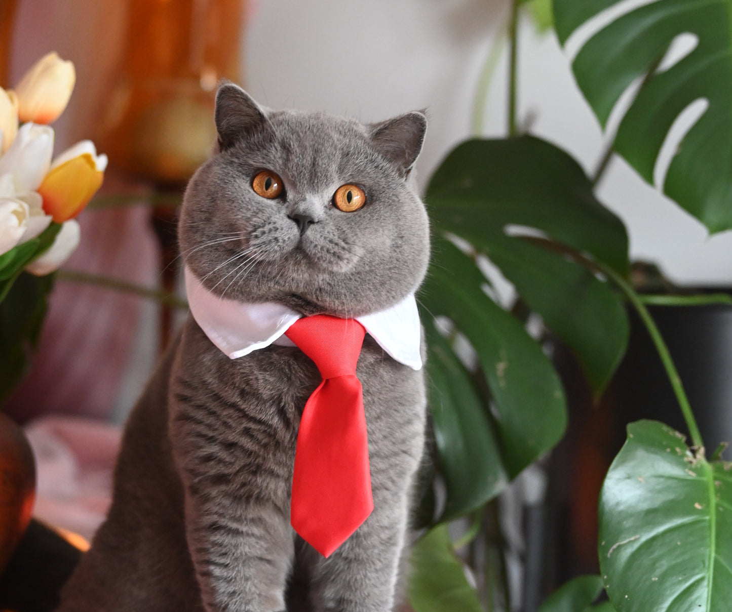 Pet Tie
