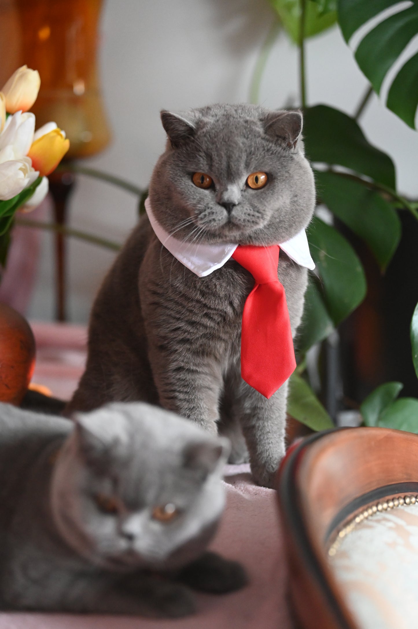 Pet Tie