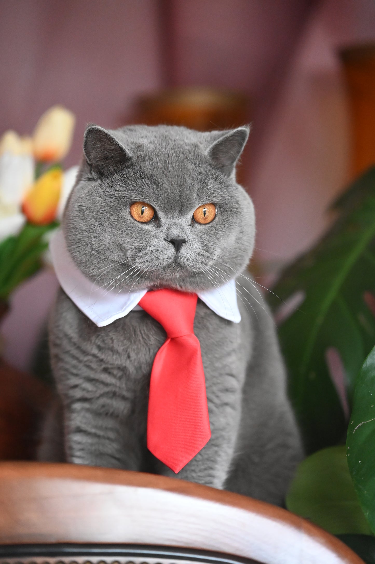 Pet Tie