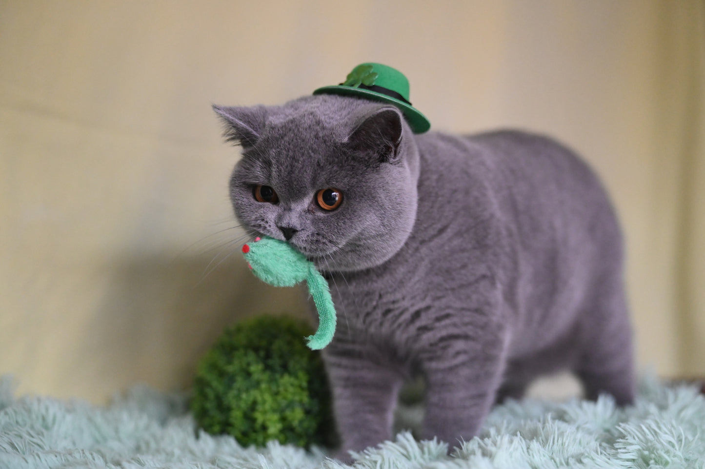 Mouse Toy