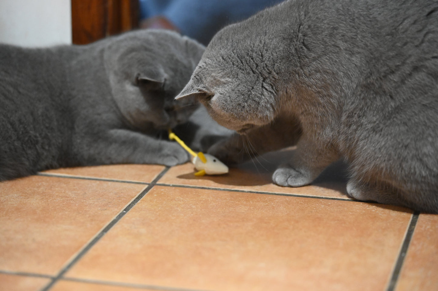 Mouse Cat