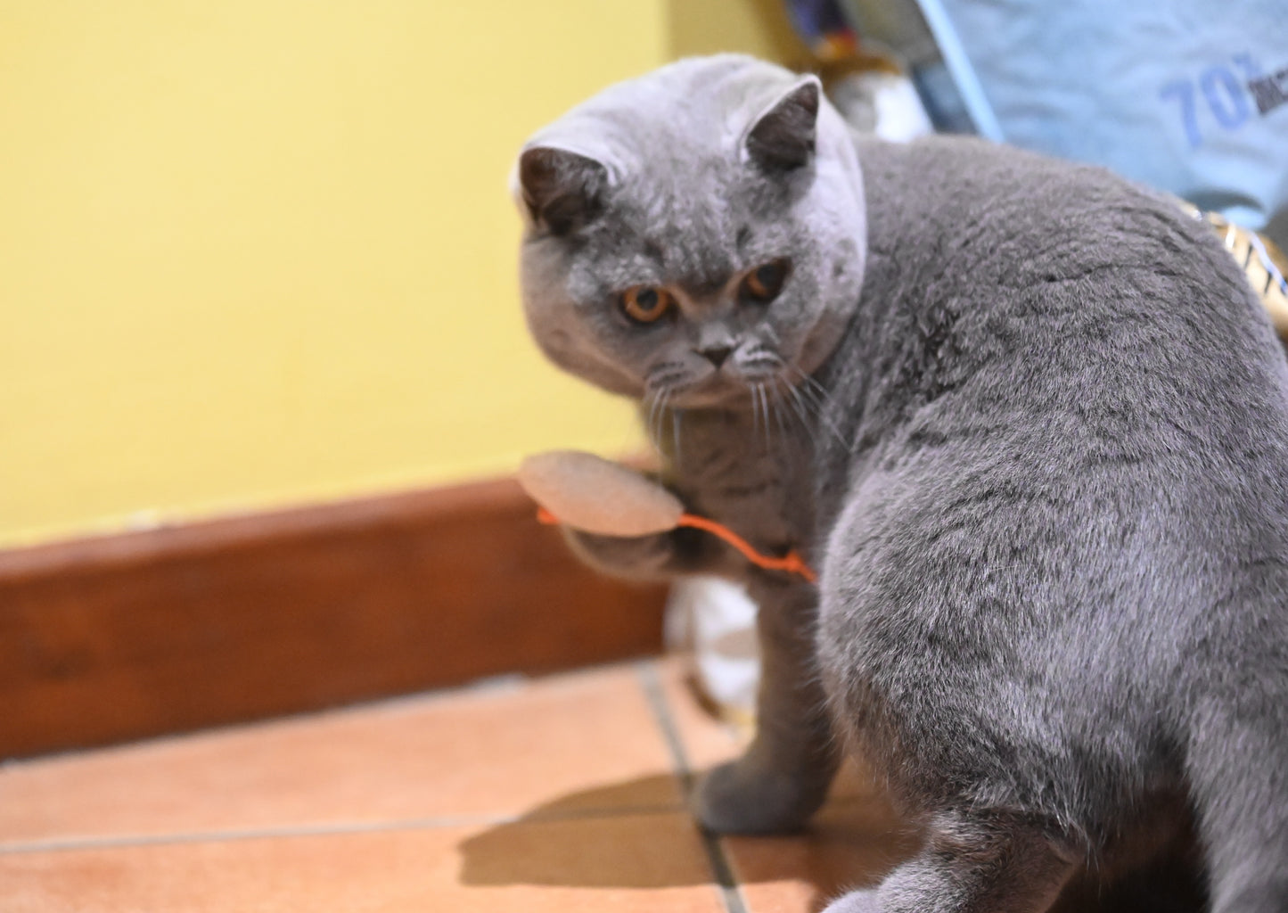Mouse Cat
