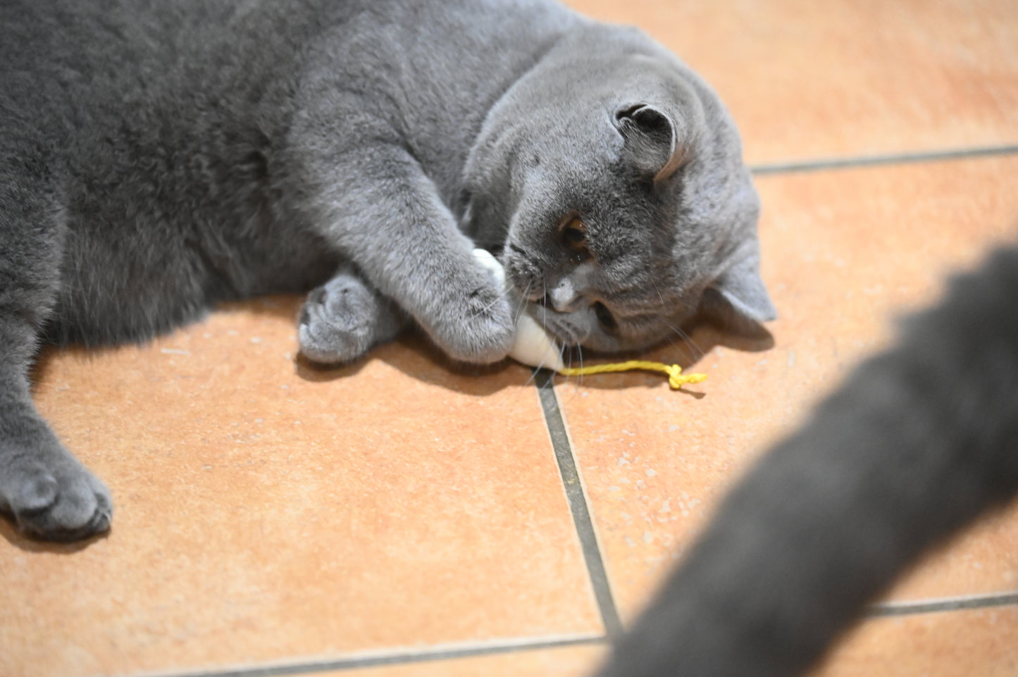 Mouse Cat