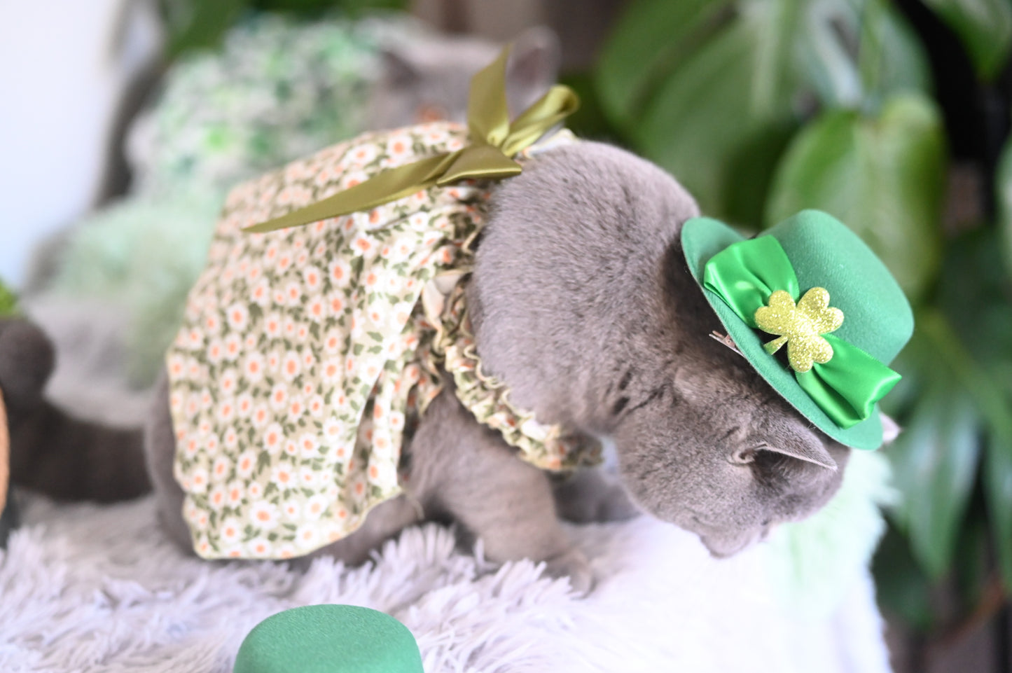 Romantic Style Cat/Dog Dress