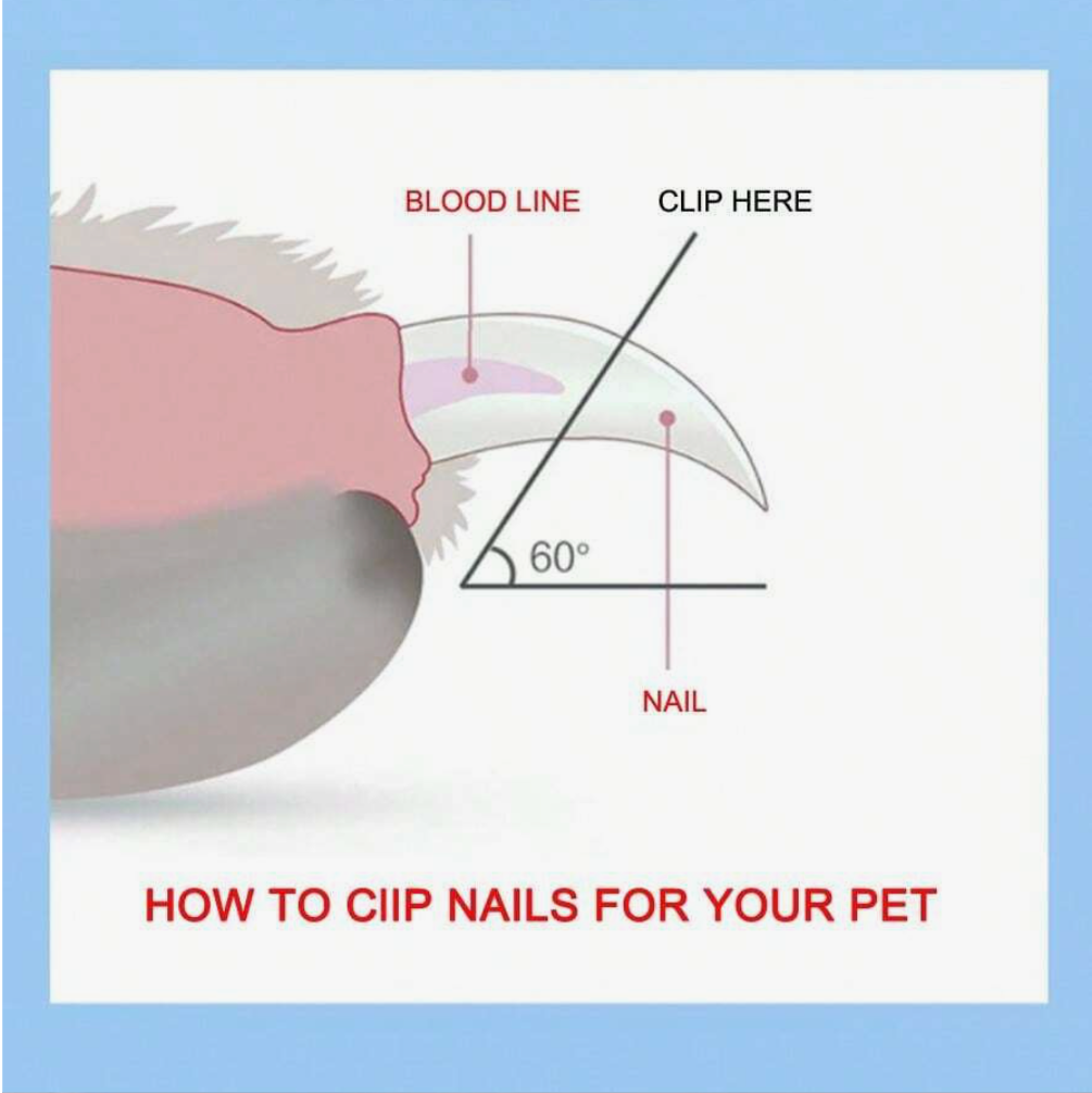 Pet Nail Scissors