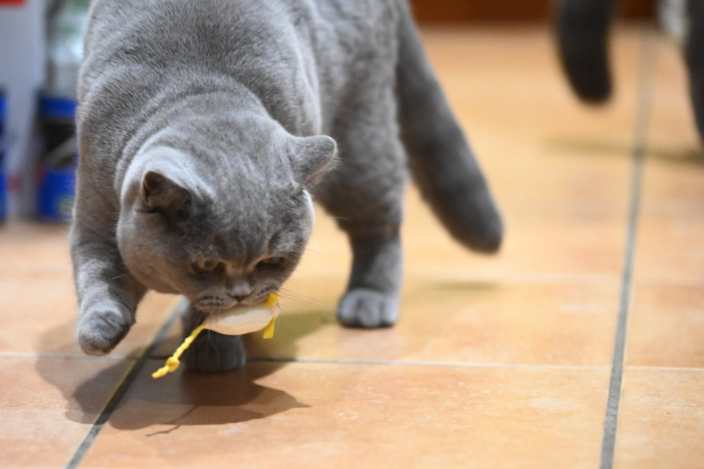 Mouse Cat